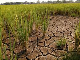 เกษตรจังหวัดอำนาจเจริญ เตรียมความพร้อมรับมือฤดูแล้ง ปี 66-67 ส่งเสริมเกษตรกรปลูกพืชใช้น้ำน้อยทดแทนการทำนาปรัง ป้องกันพืชขาดน้ำ
